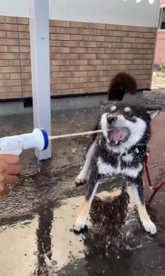 水を食べて遊ぶつくも君6