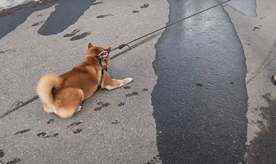 道路に伏せる犬