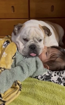 子供を枕にする犬