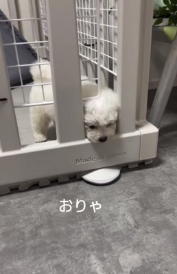 隙間から顔を出す犬