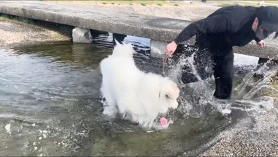 水に落ちる飼い主と、飼い主をチラ見する犬