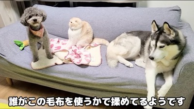 ソファの上に乗るハスキー犬、トイプードル、猫