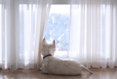 窓の外を見る白い犬
