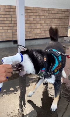 水を食べて遊ぶつくも君4