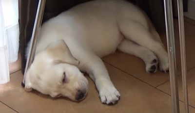 眠る子犬