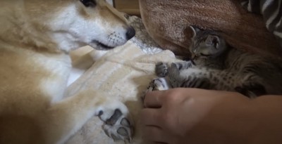 寝ている2匹の子猫と飼い主の手と柴犬