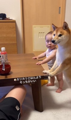 パパさんのごはんから視線を外す赤ちゃんと豆柴