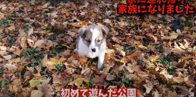 落ち葉の上に座る雑種の子犬