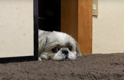 ドアの隙間から顔を出して伏せる犬