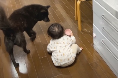 お皿を持った赤ちゃんと犬