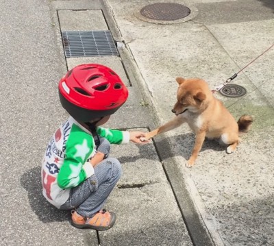 近所で交流する幼い息子さんと柴犬さん