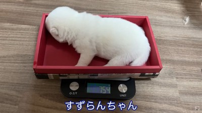 体重計に乗る白い子犬