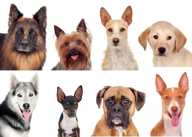 色々な犬種