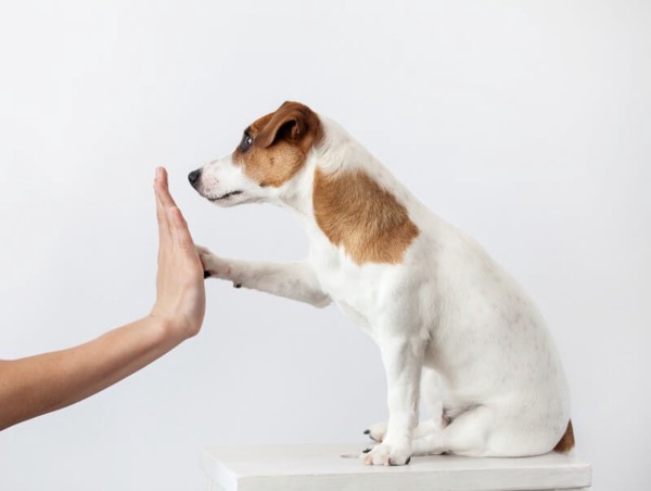 人と手を合わせる犬