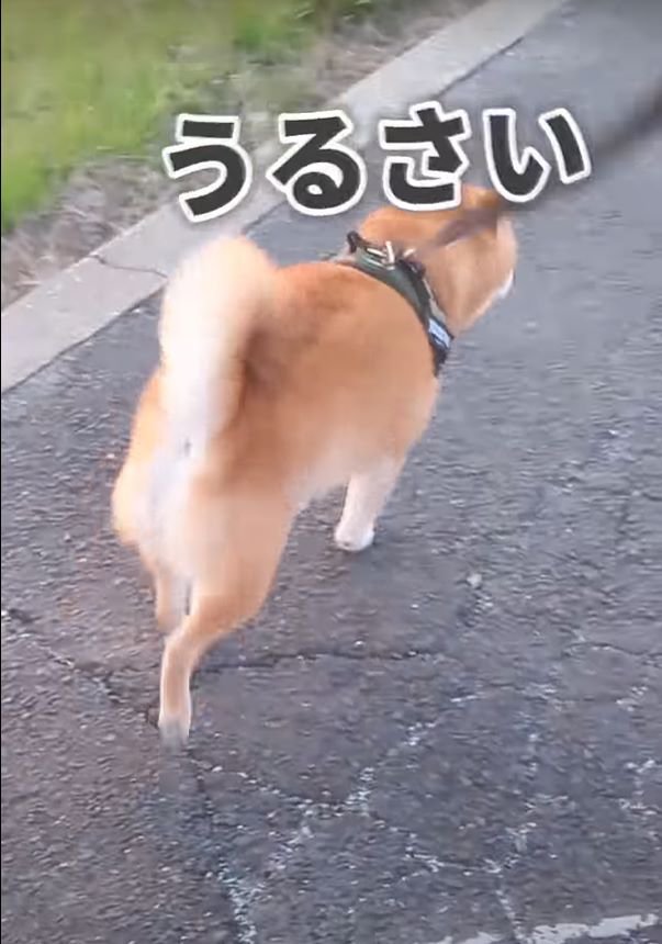 うるさいという犬