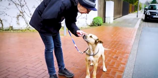 飼い主さんと散歩する犬