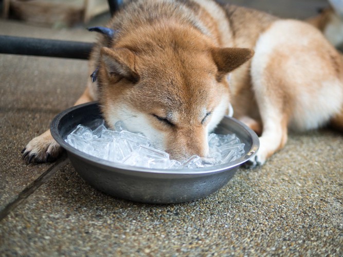 氷 柴犬