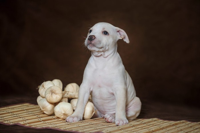 にんにくと子犬