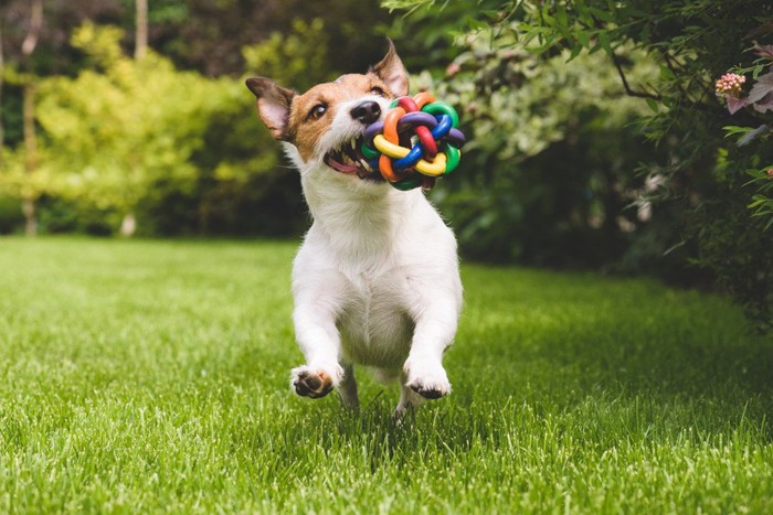 おもちゃで遊ぶ犬