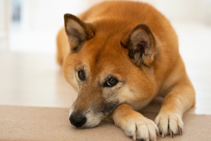 伏せて見つめる柴犬