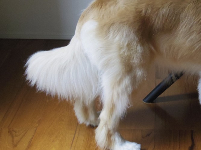 犬の尻尾のつくりや役割、尻尾の病気まで | わんちゃんホンポ