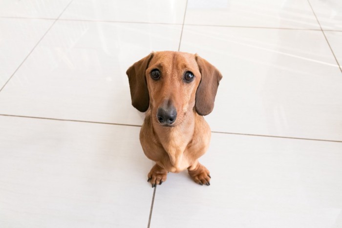 見つめる犬