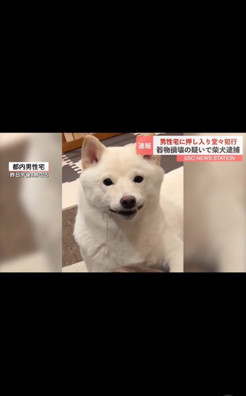 おまめちゃん逮捕のニュース4