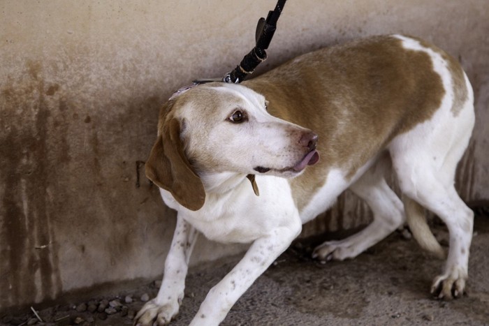 怯える犬、茶白の垂れ耳の成犬