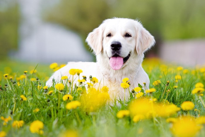 犬にハーブパックを行うことで得られる効果