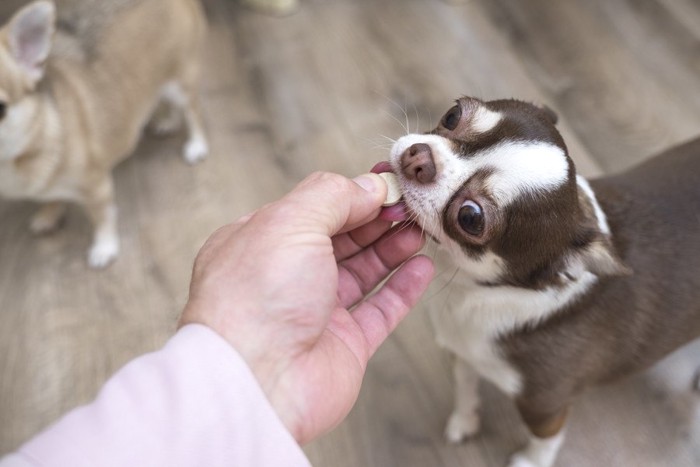 薬と犬