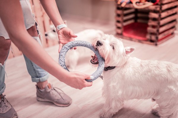 犬が留守番に慣れるためのしつけ