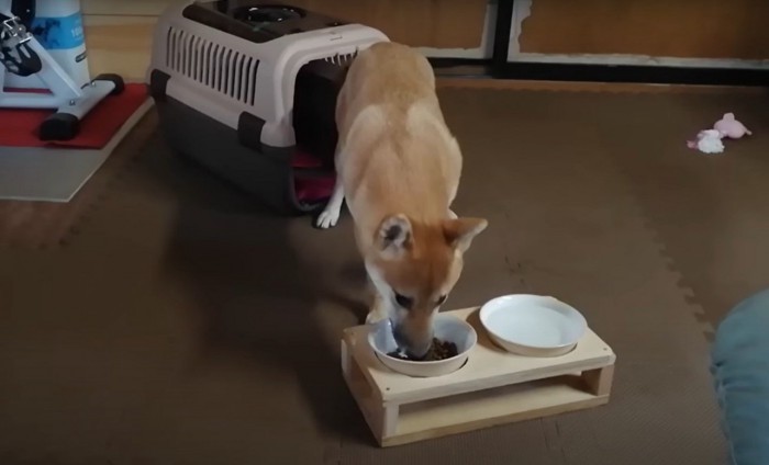 食事する子犬