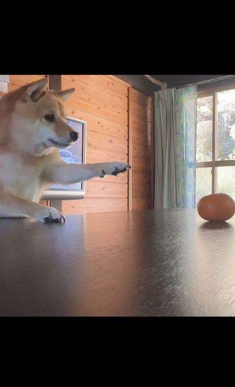 柴犬のんちゃんはみかんが食べたい！