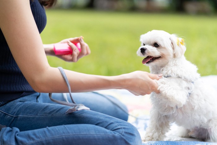 しつけトレーニングをしている犬