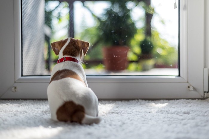 窓の外を見る犬