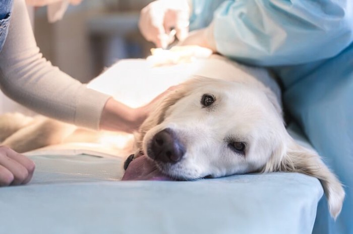 避妊手術中の犬