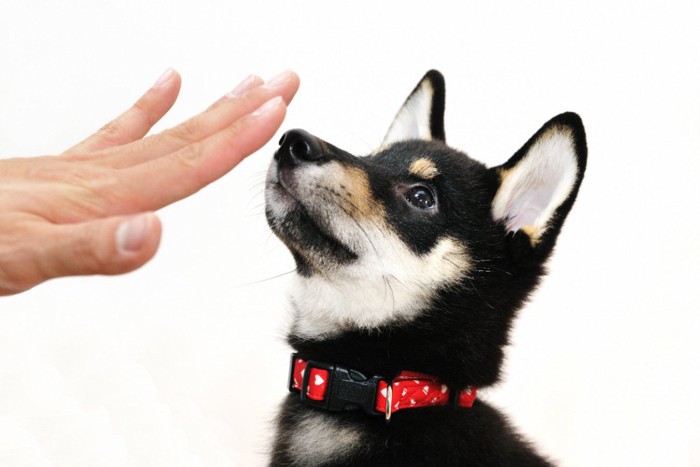 子犬に手で制止する