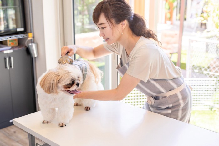 トリマーと犬