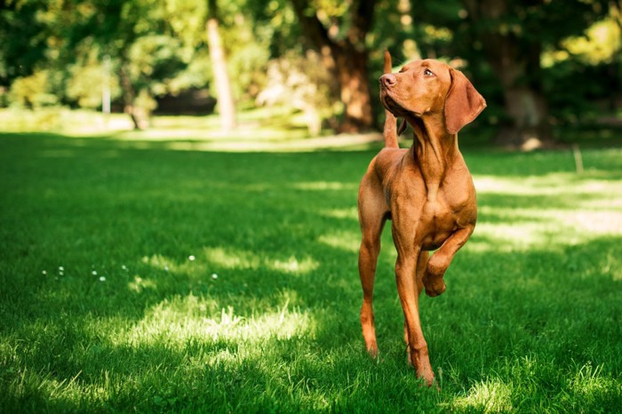 芝生の上を歩く犬