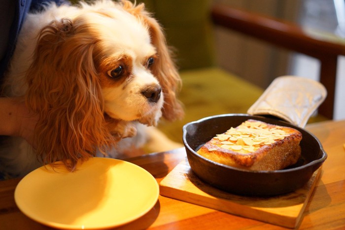 パンケーキを見つめる犬