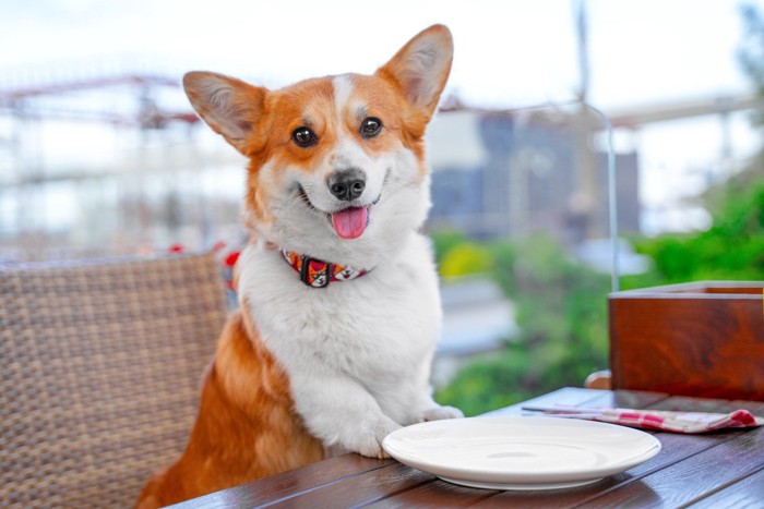 ご馳走を期待して固まっている犬