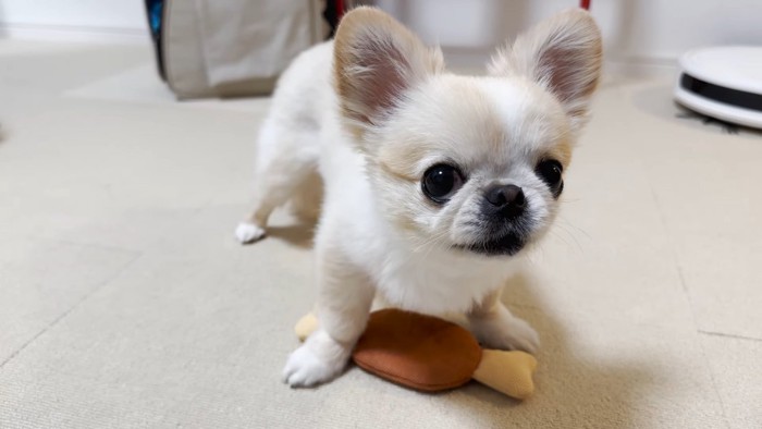 おもちゃを守る小型犬