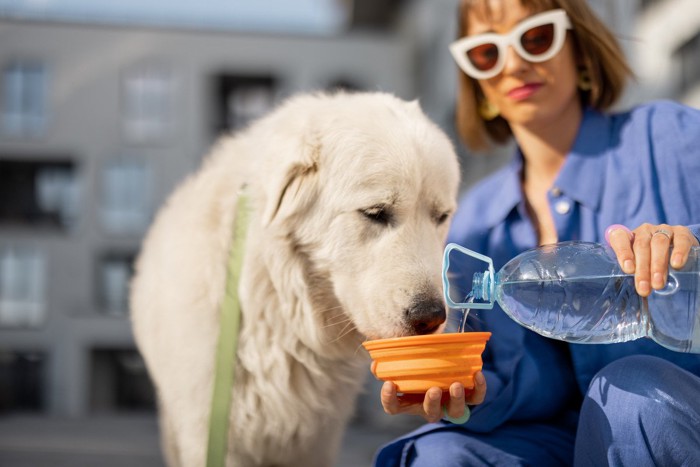 散歩の途中で水を飲む大型犬