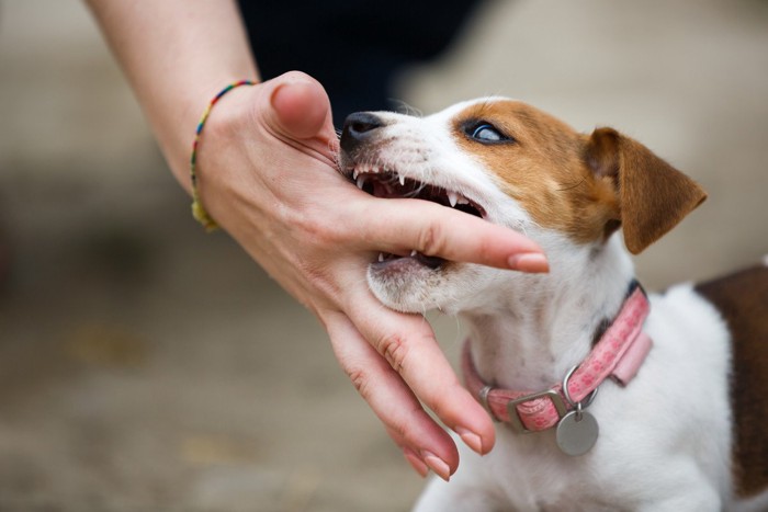 人の手を噛む子犬