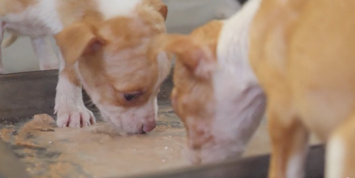 食事中の子犬