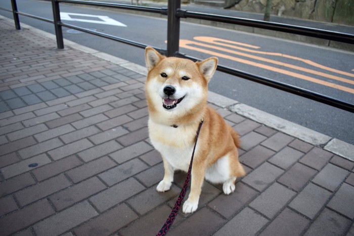 散歩中の笑顔の柴犬