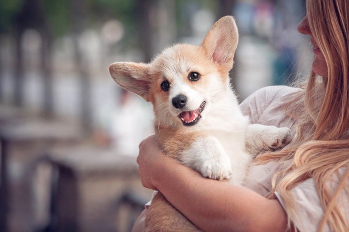 コーギーの子犬を抱っこする女性