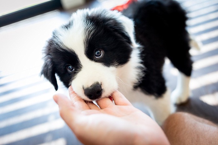 人の指を甘噛みする子犬