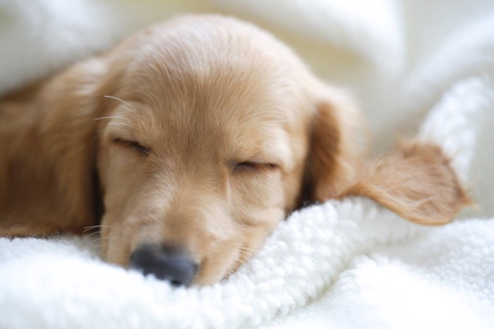 毛布にくるまる子犬