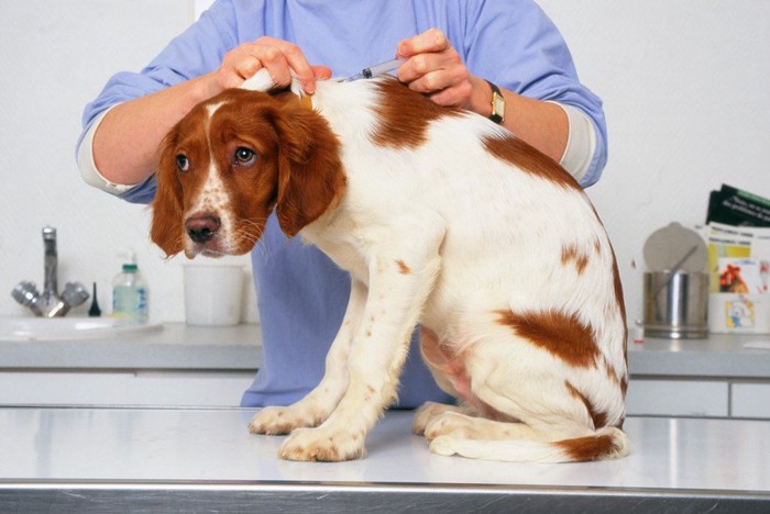 注射される犬